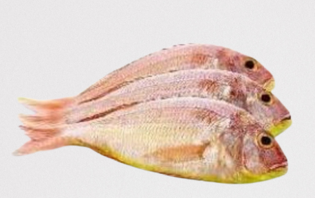 Fresh Tilapia Fish